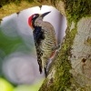 Datel cernolici - Melanerpes pucherani - Black-cheeked Woodpecker o6547
